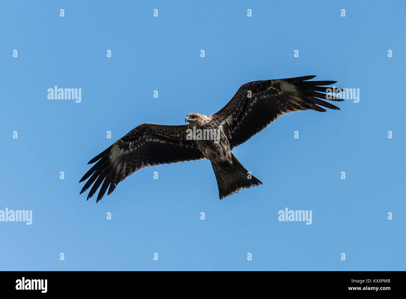 Black kite a scavenger flying Stock Photo