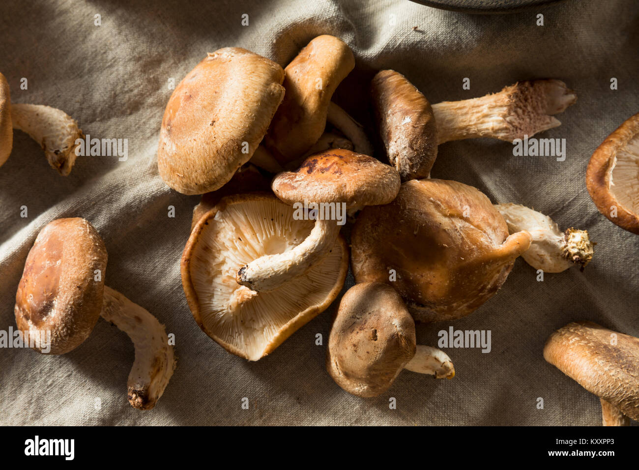 Fresh Organic Shiitake Mushrooms