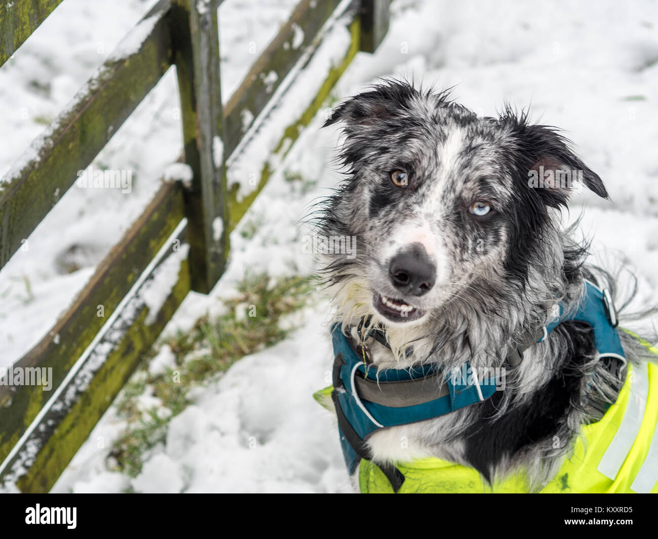 border collie harness