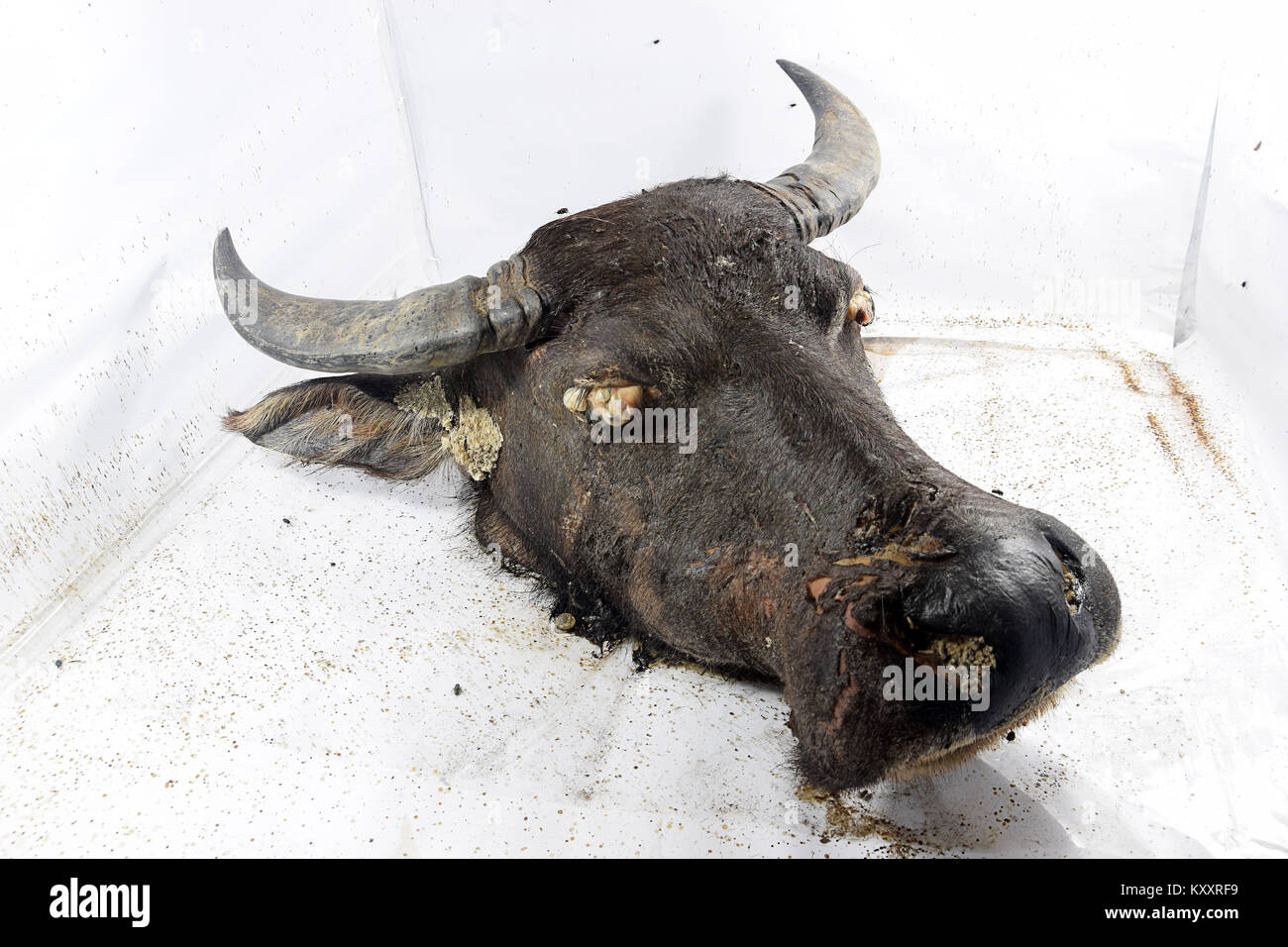 The decomposition process of a buffalo's head Stock Photo