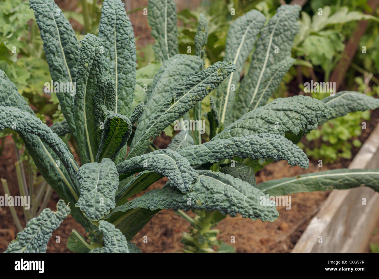 Tall, organic Tuscan kale (AKA Lacinato or Dinosaur kale) grows in a raised bed in a backyard food garden. Stock Photo