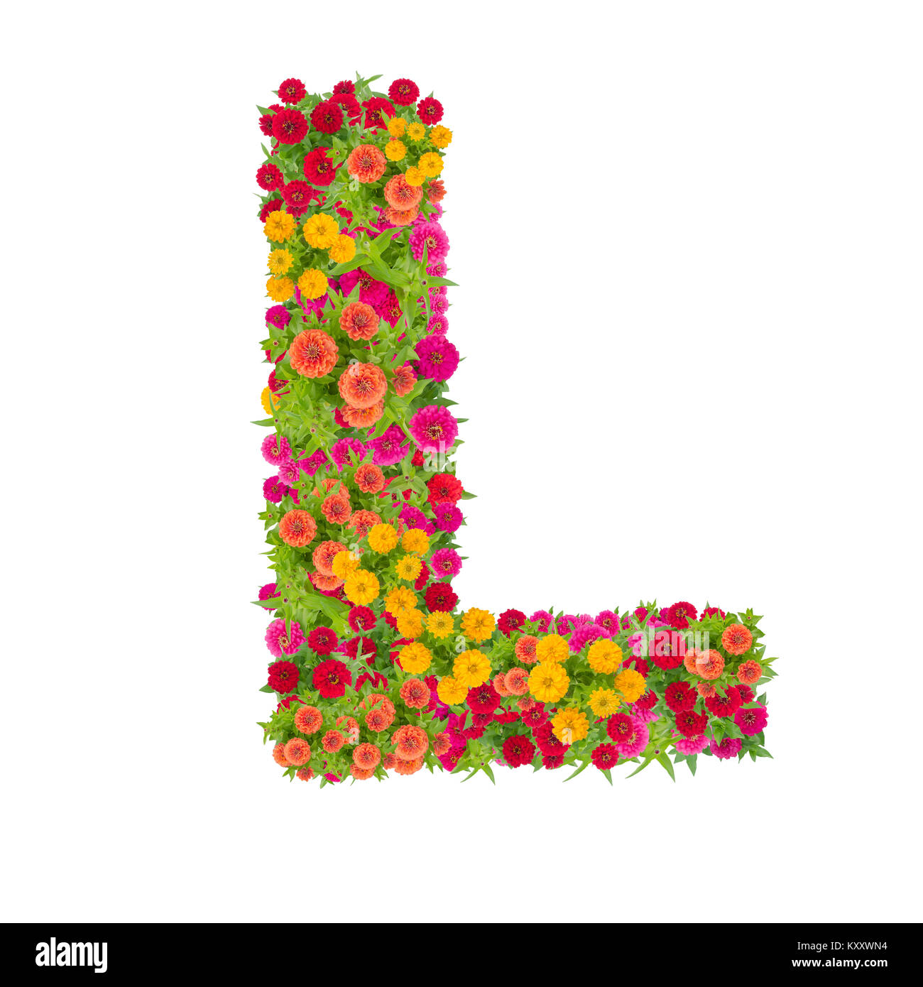 Letter L alphabet made from zinnia flower ABC concept type as logo.Typography design with clipping path Stock Photo