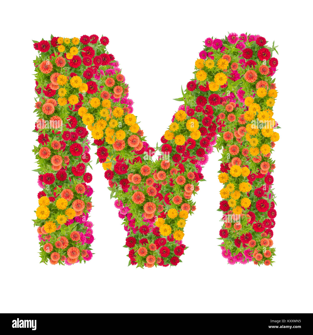 Letter M alphabet made from zinnia flower ABC concept type as logo ...