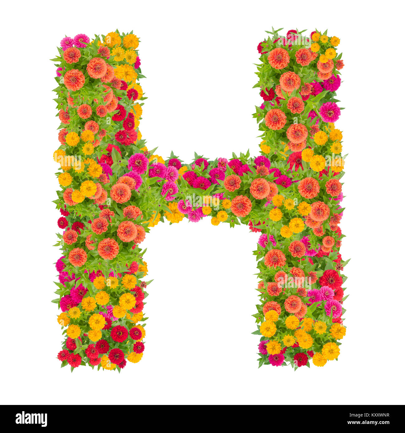 Letter H alphabet made from zinnia flower ABC concept type as logo.Typography design with clipping path Stock Photo
