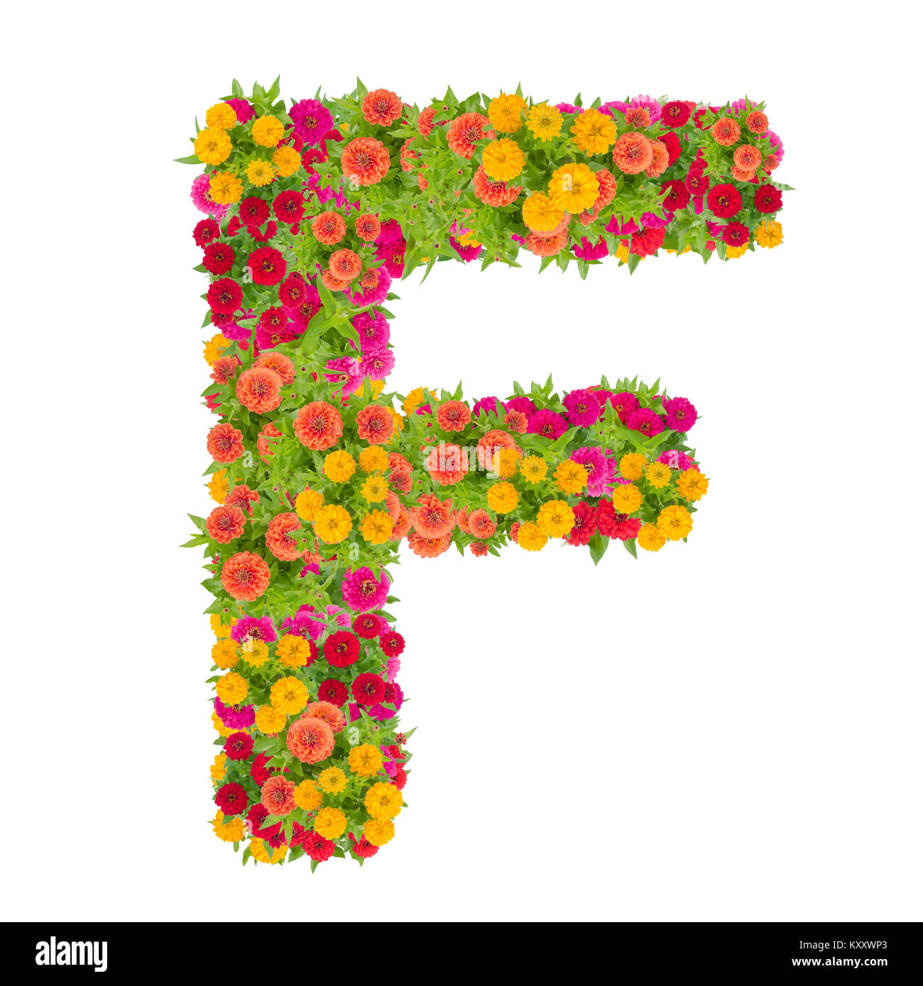 Letter F alphabet made from zinnia flower ABC concept type as logo.Typography design with clipping path Stock Photo