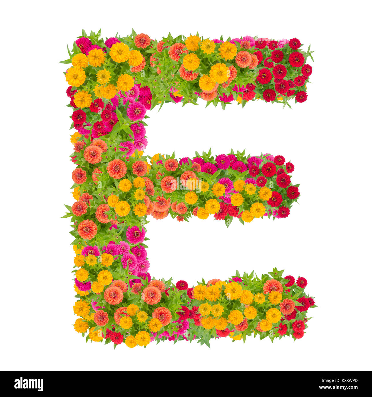 Letter E alphabet made from zinnia flower ABC concept type as logo.Typography design with clipping path Stock Photo