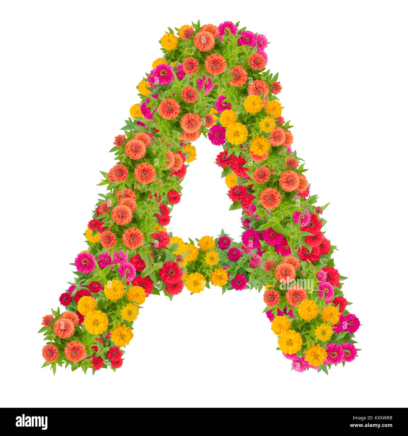 Letter A alphabet made from zinnia flower ABC concept type as logo.Typography design with clipping path Stock Photo