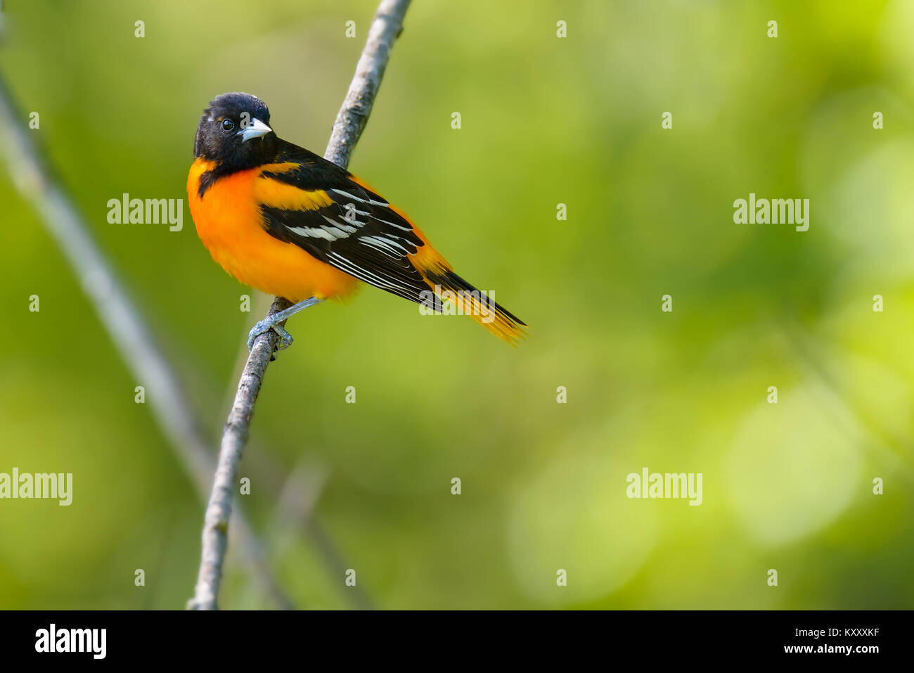 Male Baltimore Oriole perched on a branch. Stock Photo