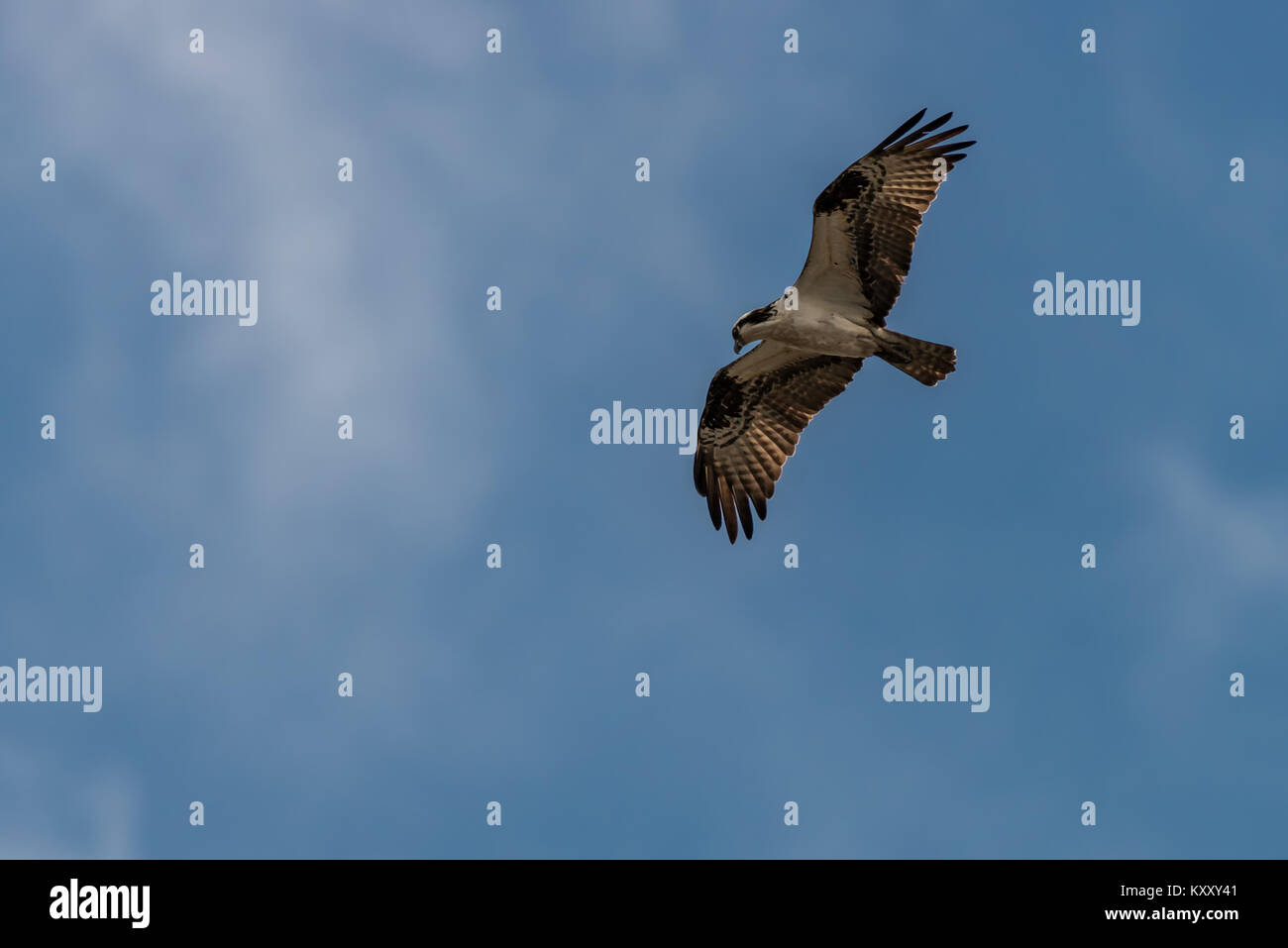 Red-tailed Hawk in Flight against a blue sky background Stock Photo - Alamy