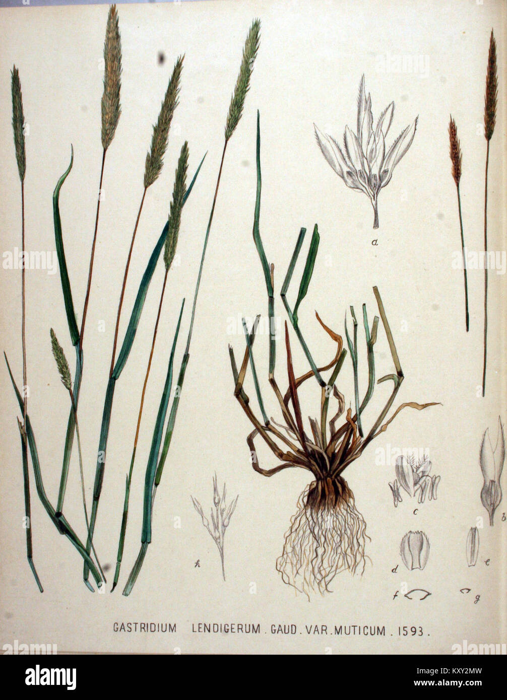 Gastridium lendigerum — Flora Batava — Volume v20 Stock Photo