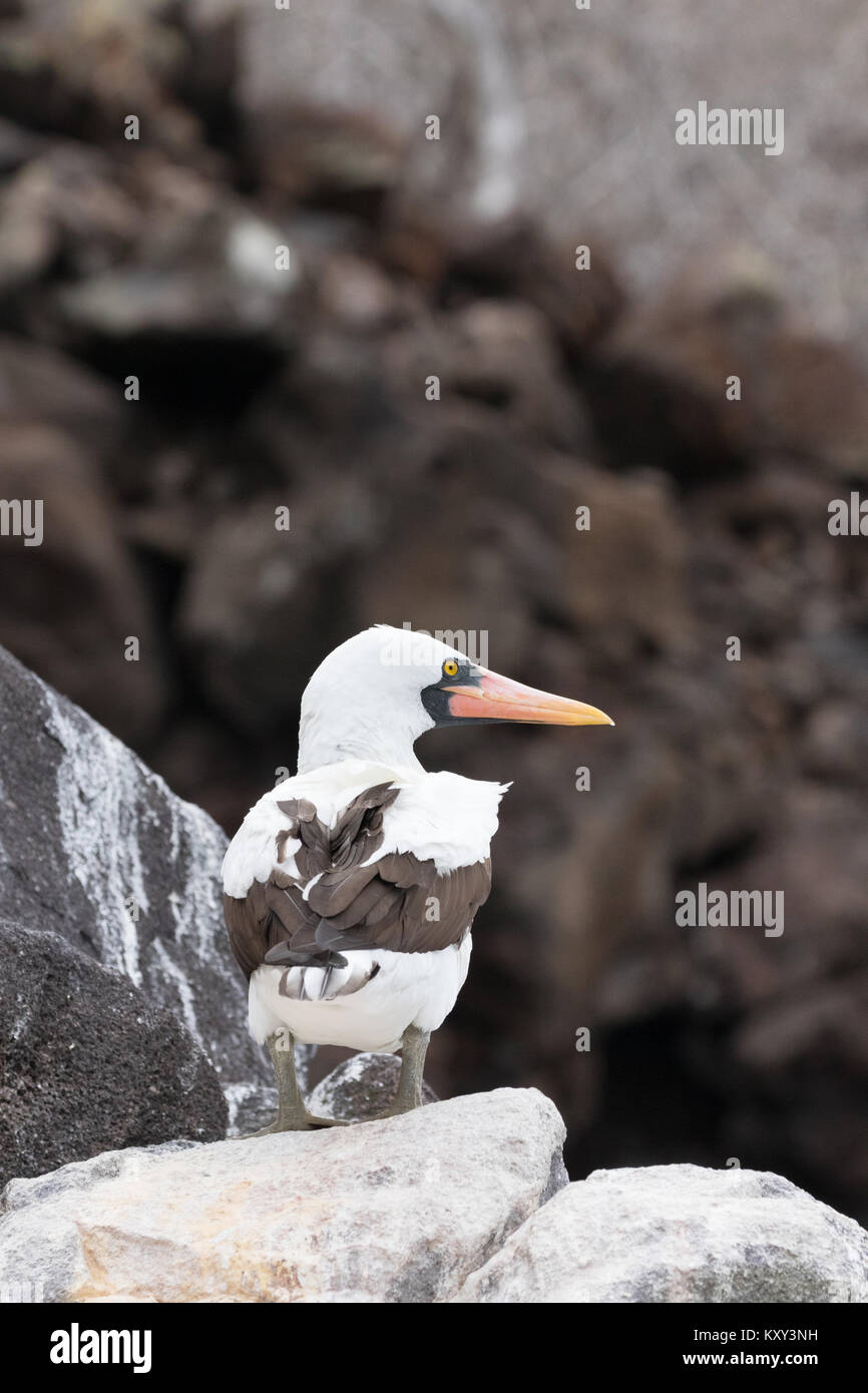 Nazca Booby adult bird, ( Sula granti ),  Rabida Island, Galapagos Islands Ecuador South America Stock Photo