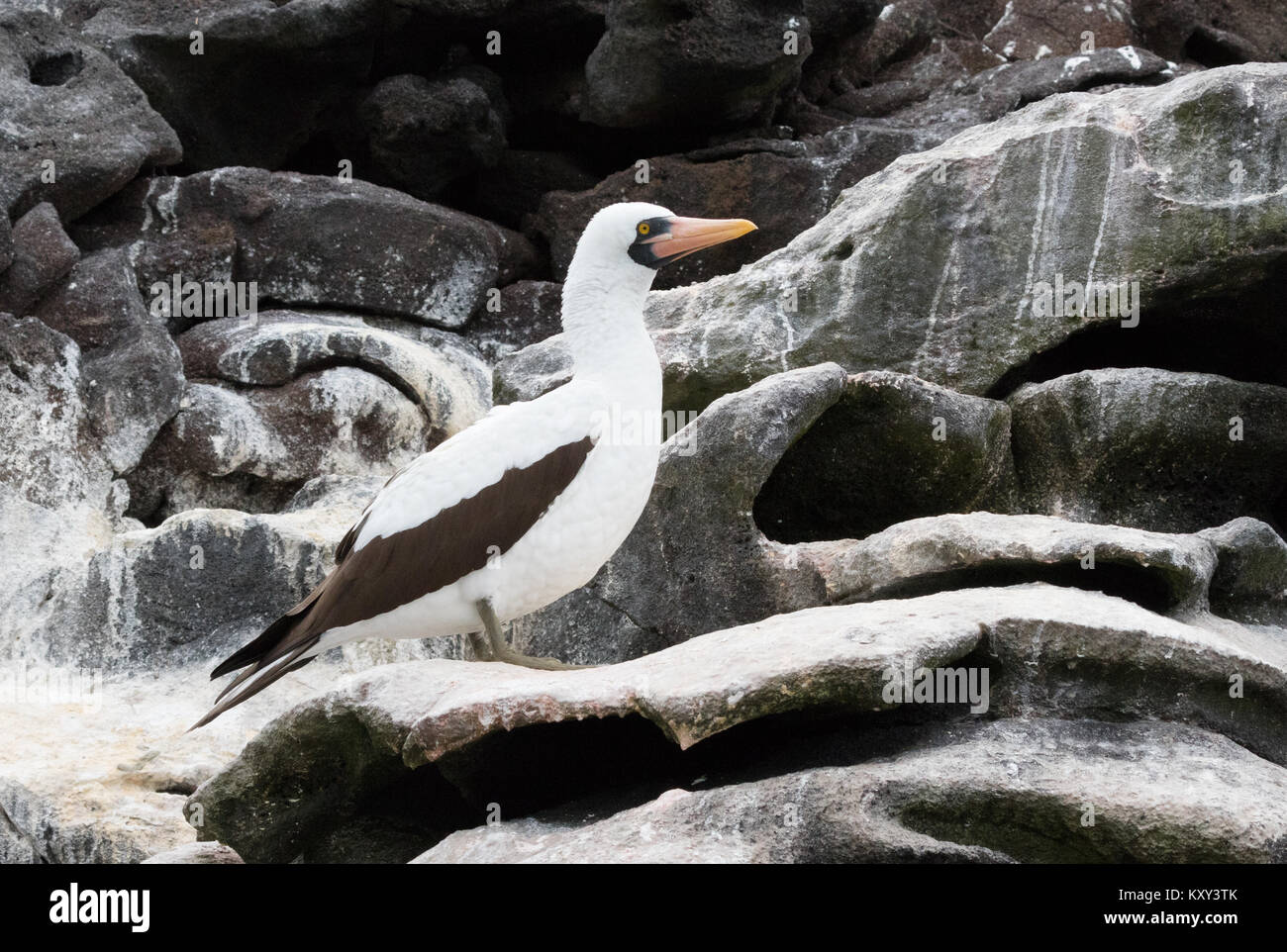 Nazca Booby adult bird, ( Sula granti ),  Rabida Island, Galapagos Islands Ecuador South America Stock Photo