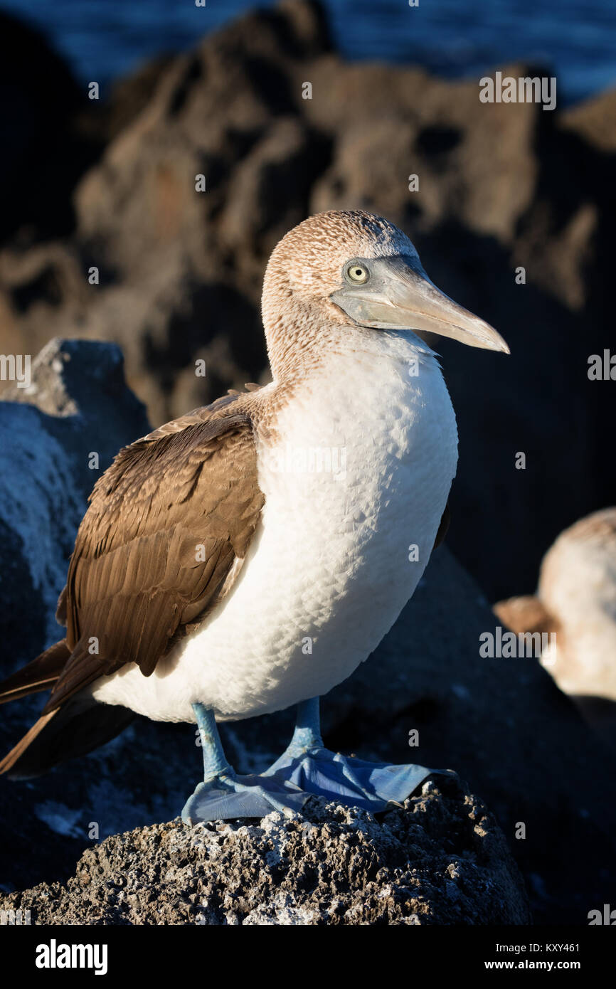 Adult Blue Footed Booby, ( Sula nebouxii ), San Cristobal island, Galapagos Islands Ecuador South America Stock Photo