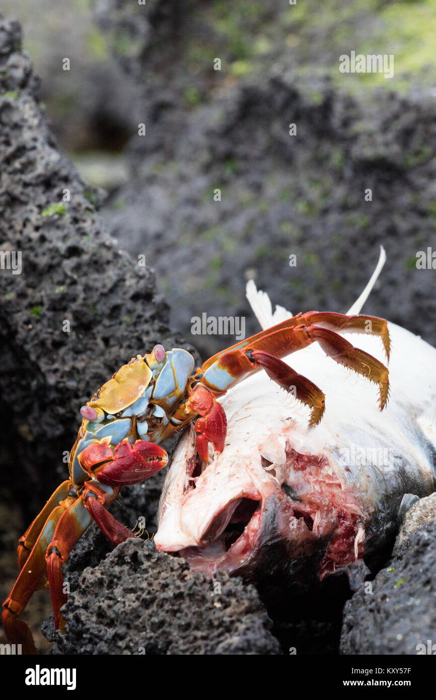 Crab eating a dead fish hires stock photography and images Alamy