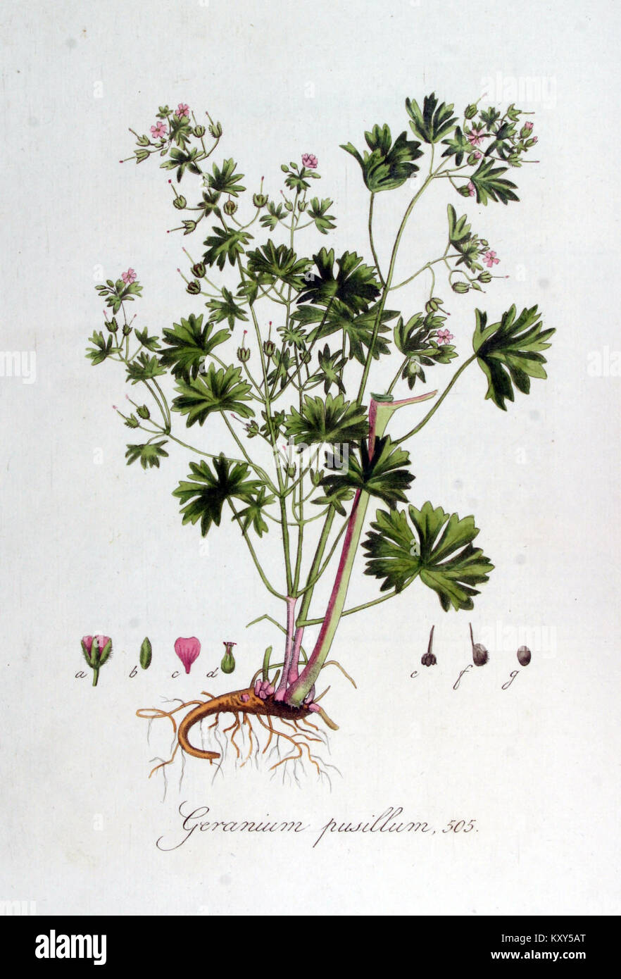 Geranium pusillum — Flora Batava — Volume v7 Stock Photo