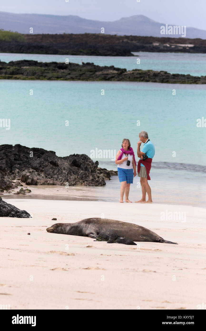 Tourists and Galapagos sea lions, Witch hill beach, San Cristobal island, Galapagos Islands Ecuador South America Stock Photo