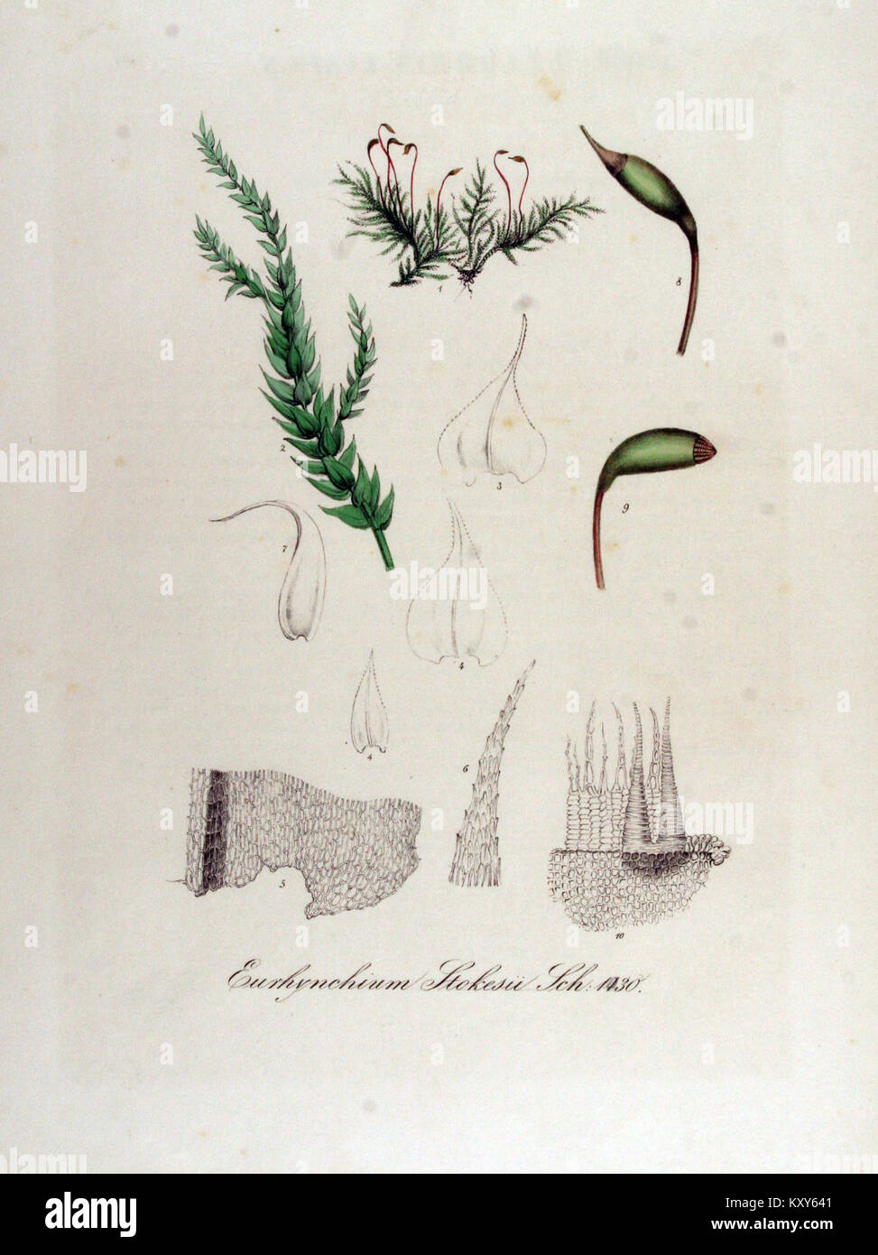 Eurhynchium stokesii — Flora Batava — Volume v13 Stock Photo
