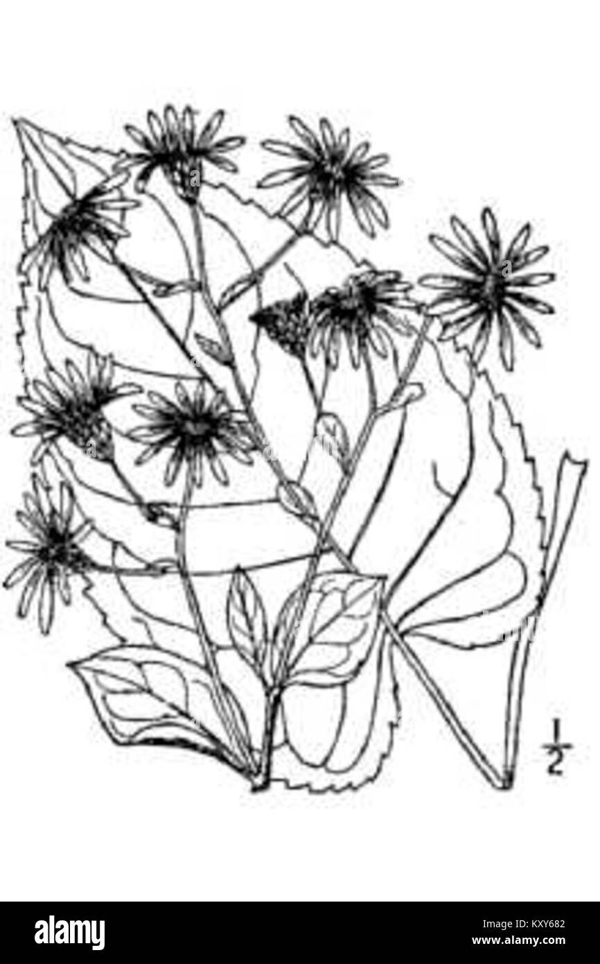 Eurybia macrophylla (Bigleaf aster) Stock Photo