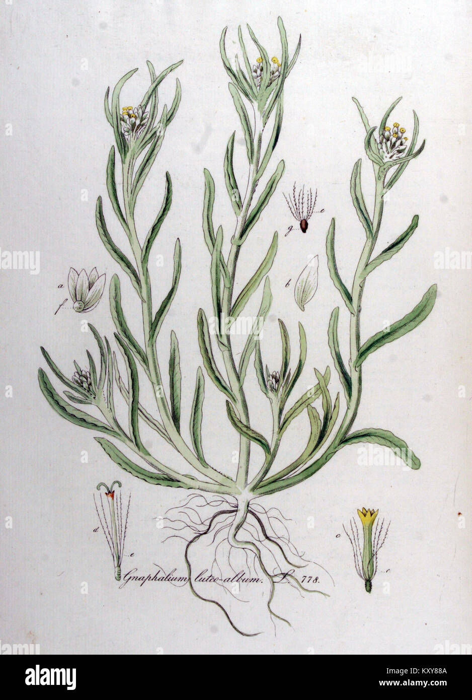 Gnaphalium luteo-album — Flora Batava — Volume v10 Stock Photo