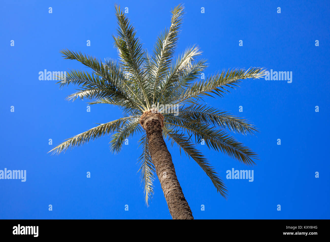 Coconut palm tree with a clear bright blue sky background. Photo from under. Stock Photo