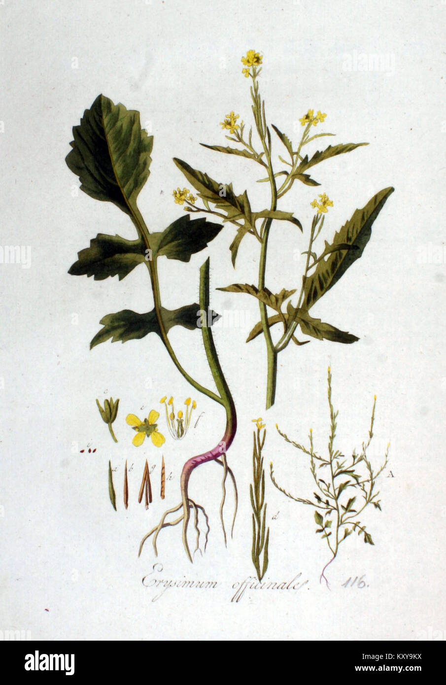 Erysimum officinale — Flora Batava — Volume v2 Stock Photo
