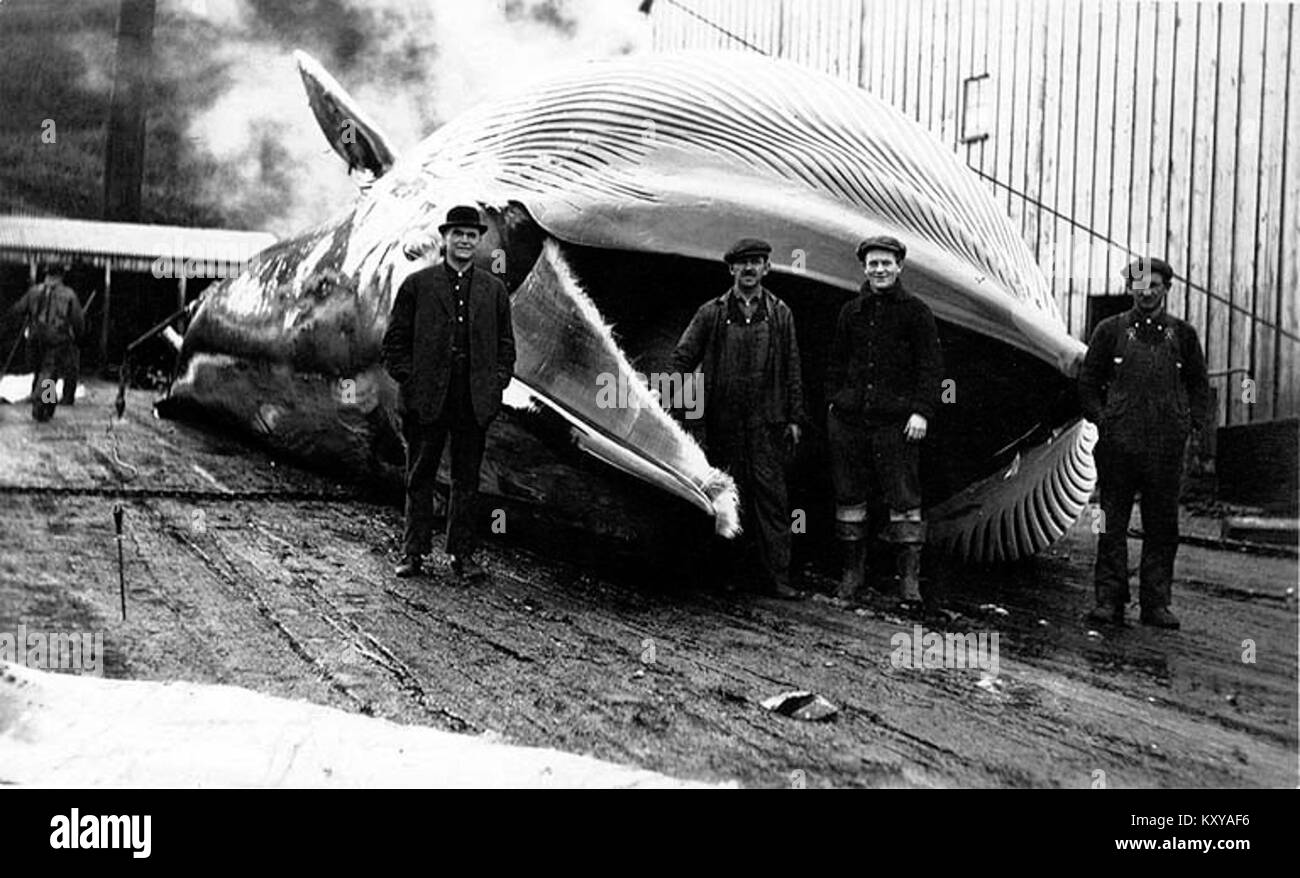 Group of men standing with dead whale, American Pacific Sea Products Co, Akutan Harbor, Alaska, 1914 (COBB 43) Stock Photo