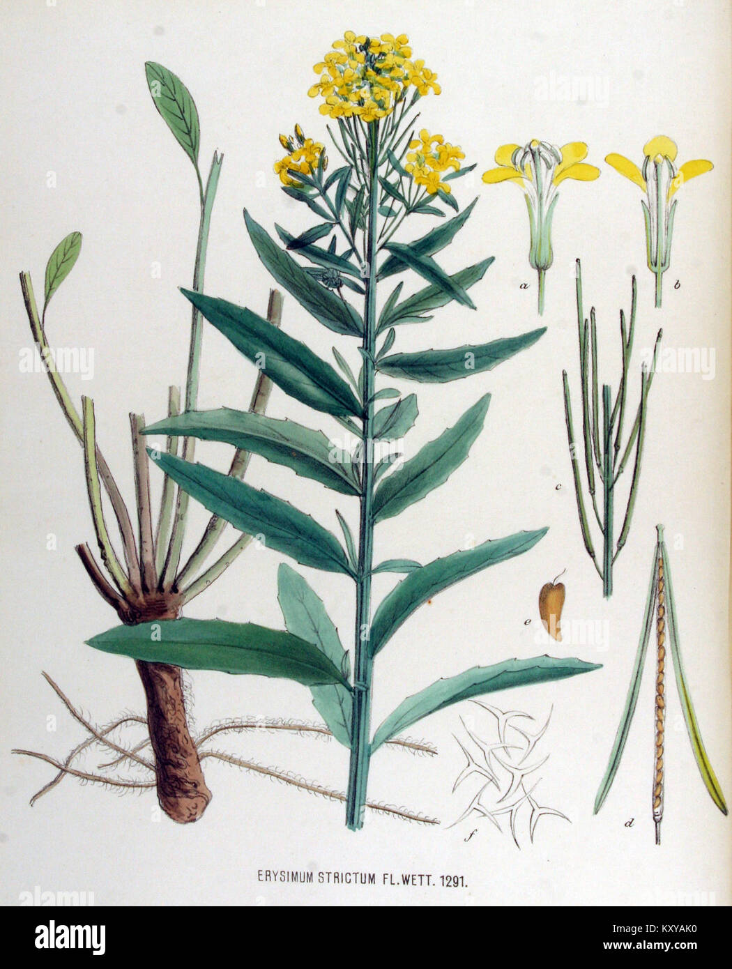 Erysimum strictum — Flora Batava — Volume v17 Stock Photo