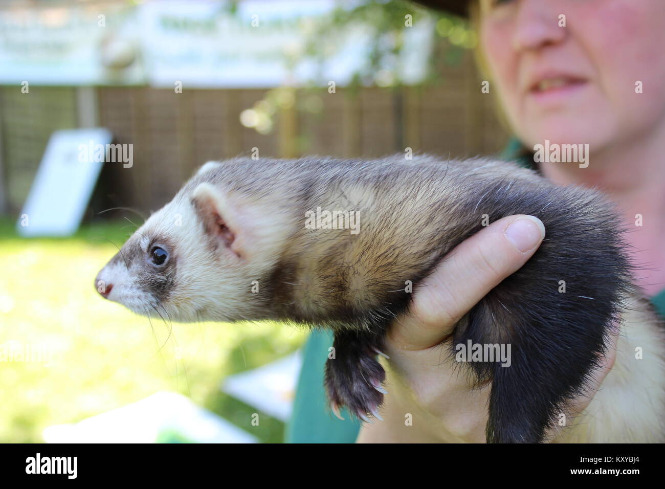The Lands End Pub, Ferret Race, Woodley Stock Photo - Alamy