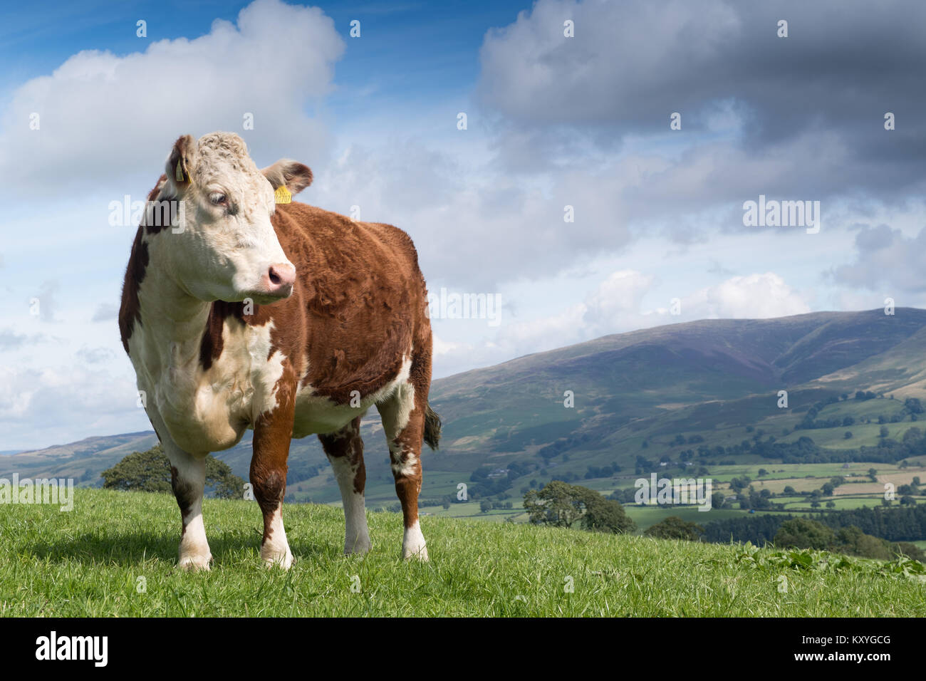 Red and white faced cattle hi-res stock photography and images - Alamy