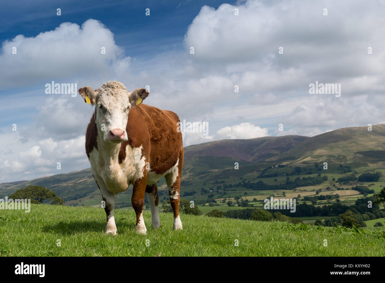 Red and white faced cattle hi-res stock photography and images - Alamy