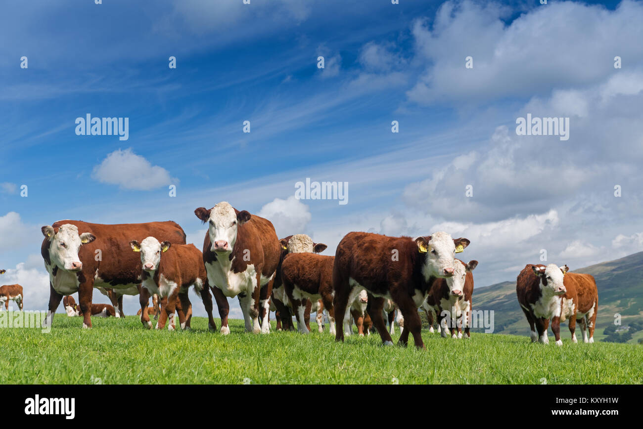 Red and white faced cattle hi-res stock photography and images - Alamy