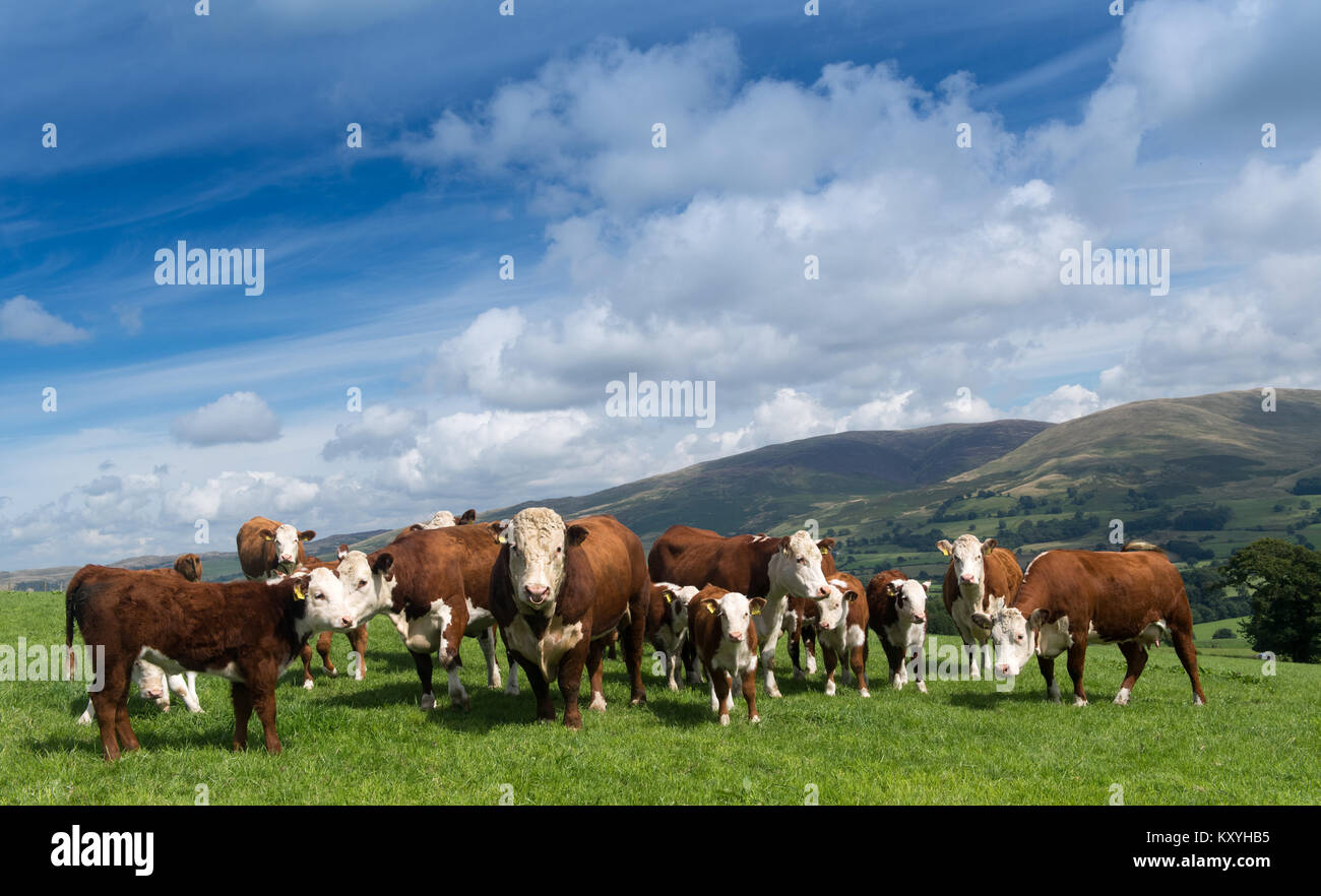Red and white faced cattle hi-res stock photography and images - Alamy