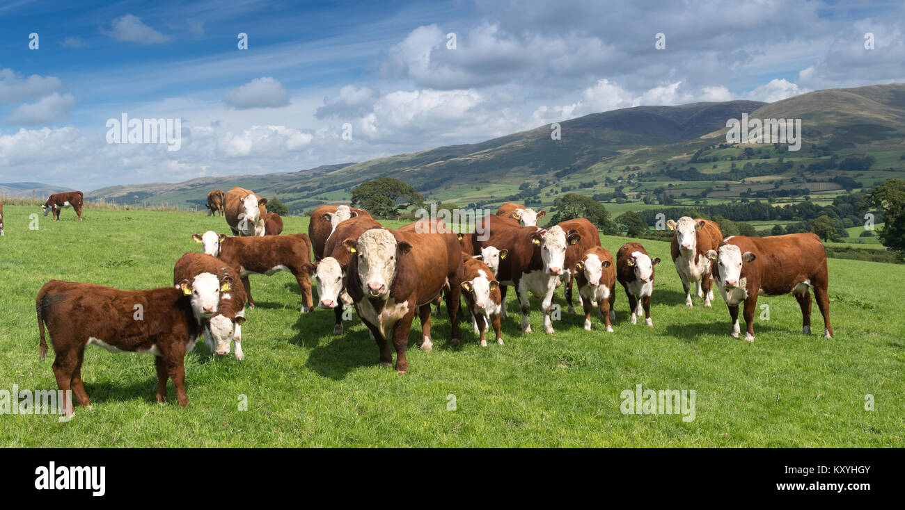 Red and white faced cattle hi-res stock photography and images - Alamy