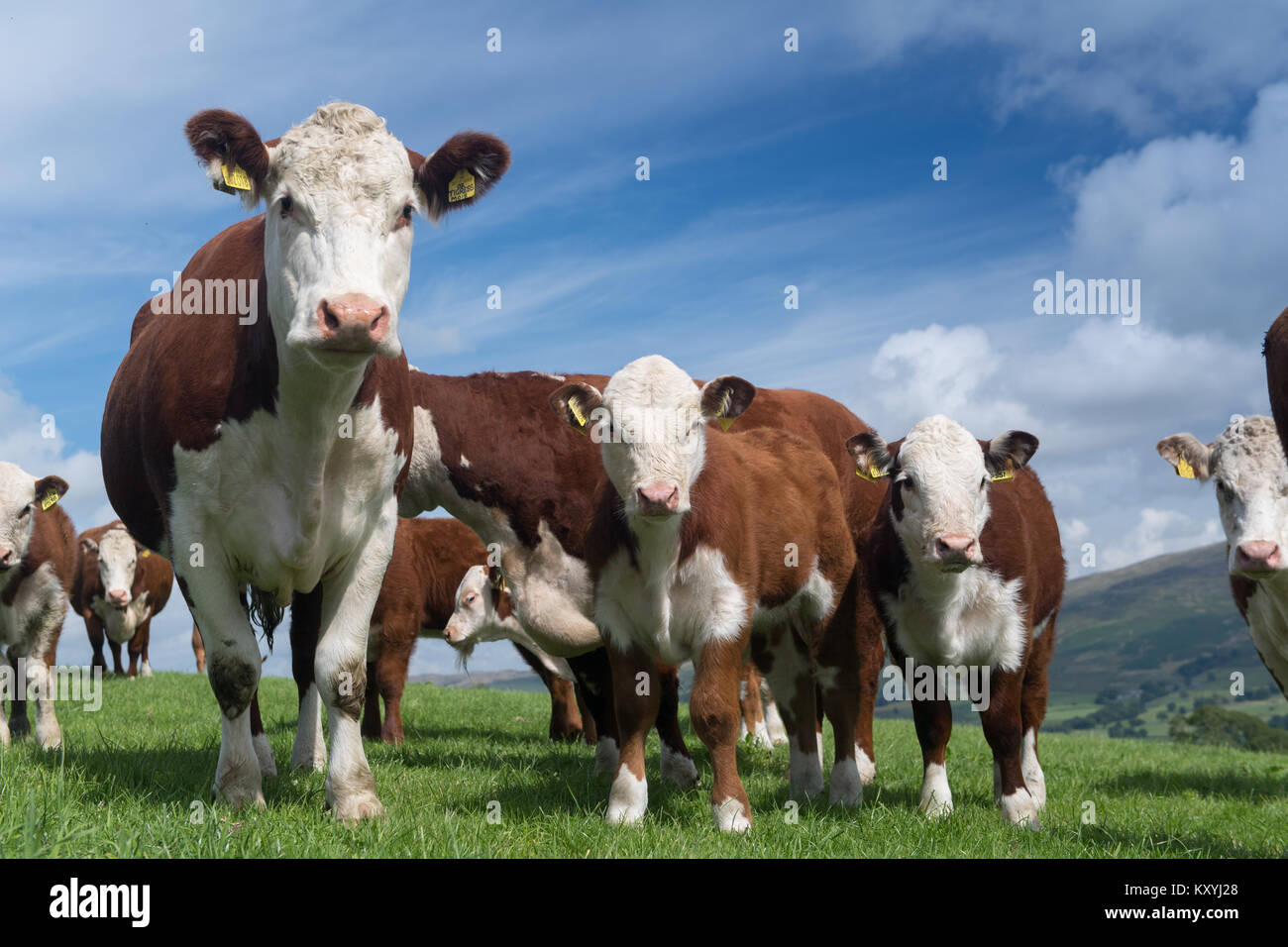 Red and white faced cattle hi-res stock photography and images - Alamy