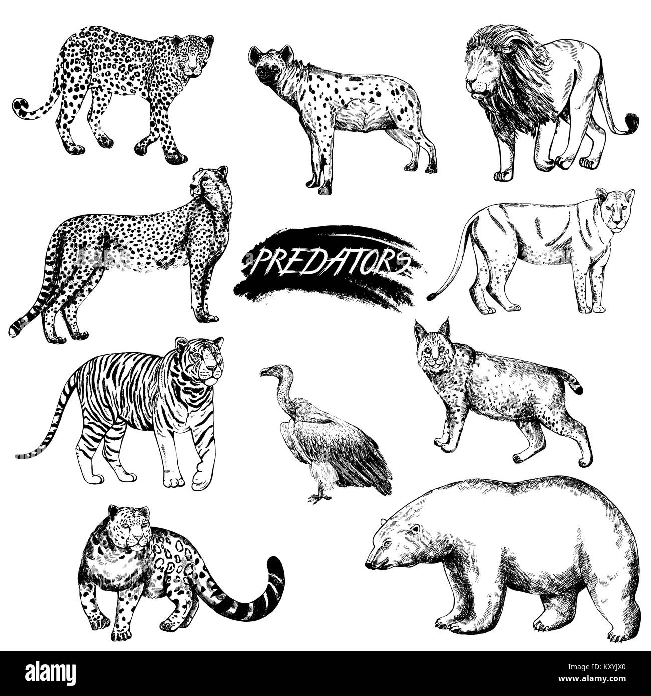 Set of hand drawn sketch style predator animals. Vector illustration  isolated on white background Stock Vector Image & Art - Alamy