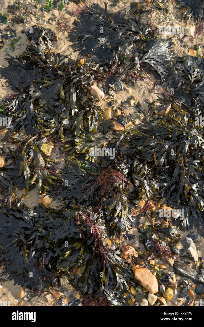 Seaweed on a beach at low tide. Hampshire, UK Stock Photo