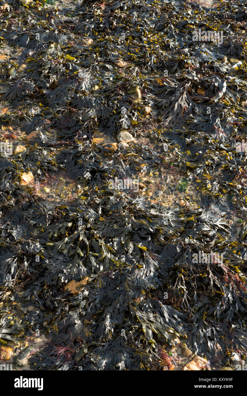 Seaweed on a beach. Hampshire, UK Stock Photo