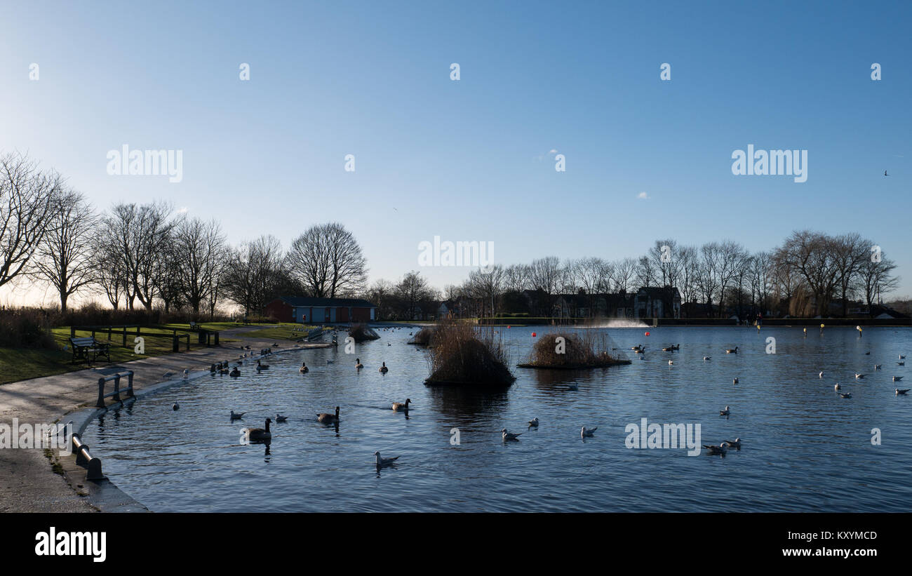 Geese and gulls at a lido in winter Stock Photo