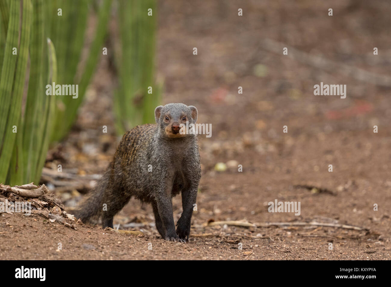Banded mongoose (Mungos mungo) Viverridae Stock Photo