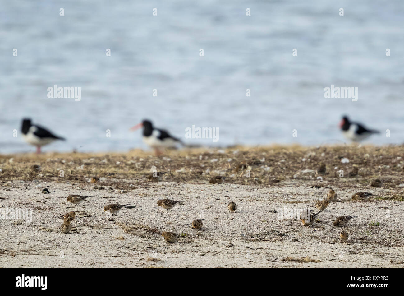 Twite (Carduelis flavirostris) foraging on the beach with Oystercatcher (Haematopus ostralegus) in the background Stock Photo