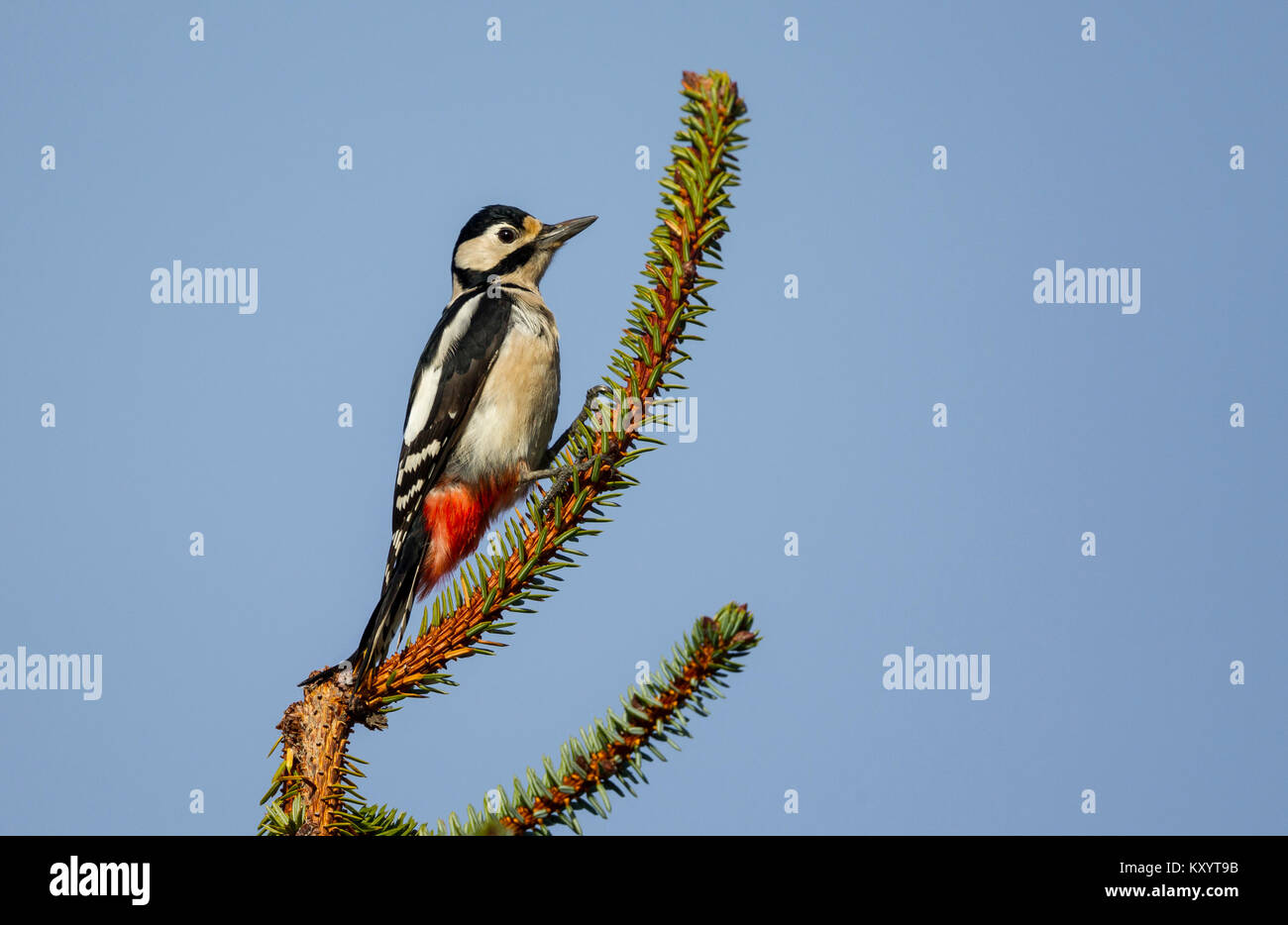 Great Spotted Woodpecker (Dendrocopos major) female perched at the top of a spruce fir tree Stock Photo