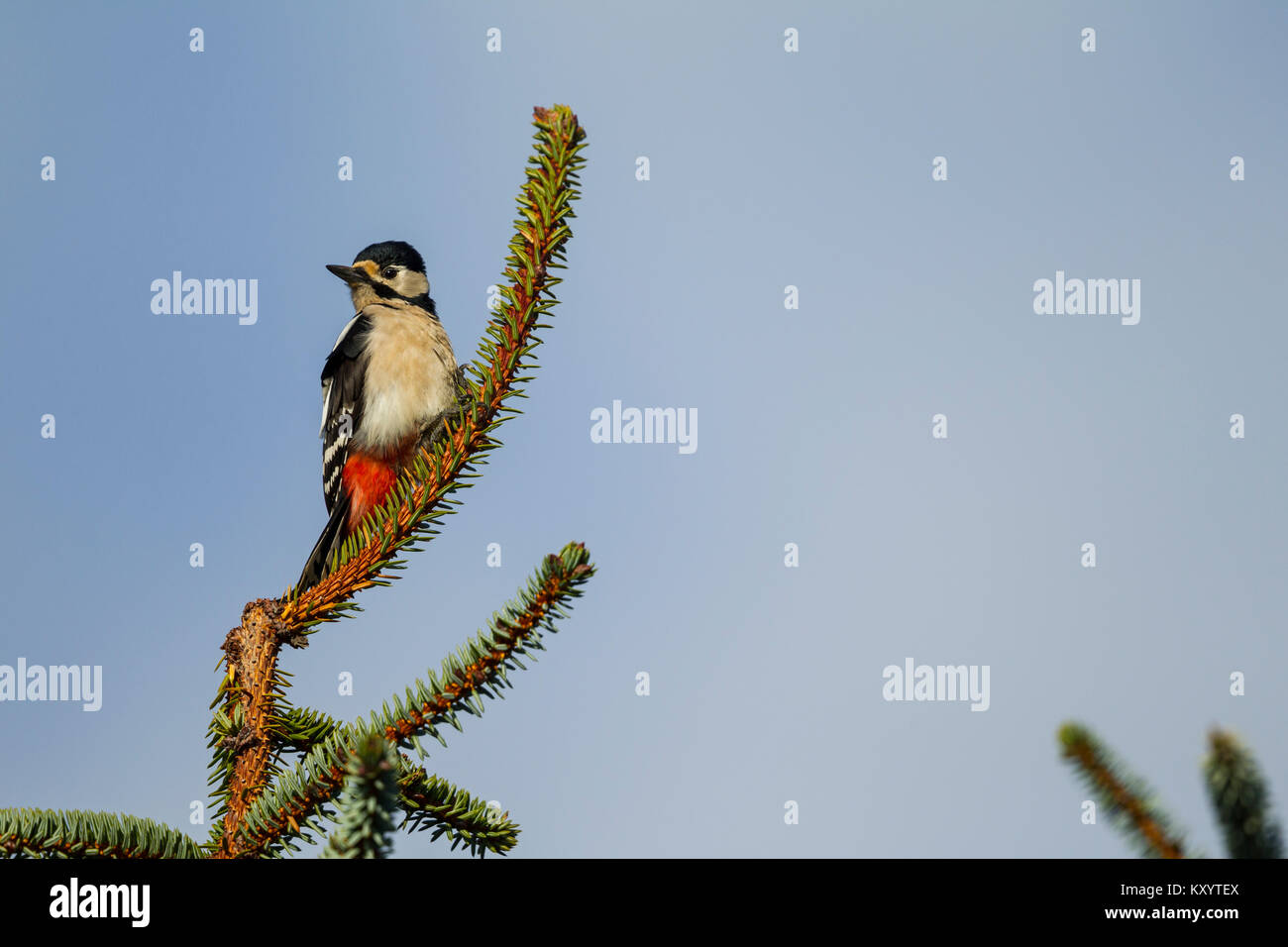 Great Spotted Woodpecker (Dendrocopos major) female perched at the top of a spruce fir tree Stock Photo