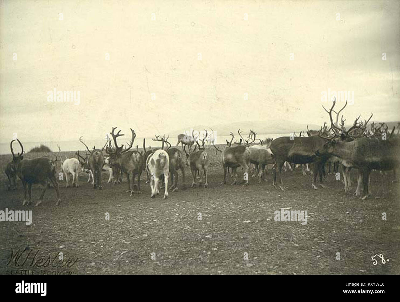 Herd of reindeer, probably Port Clarence, Alaska, ca 1900 (HESTER 215) Stock Photo