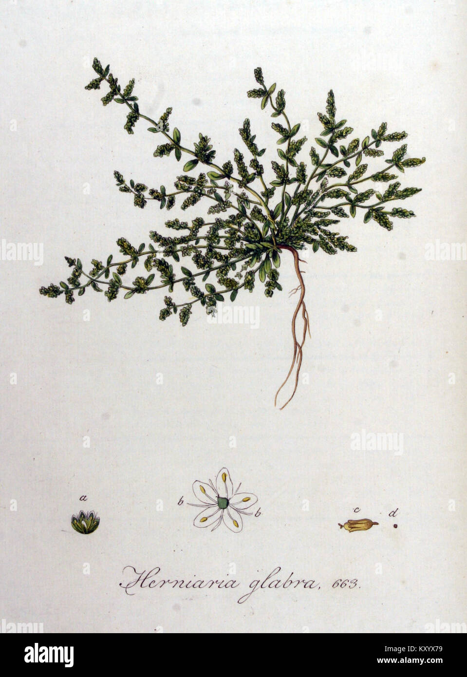 Herniaria glabra — Flora Batava — Volume v9 Stock Photo