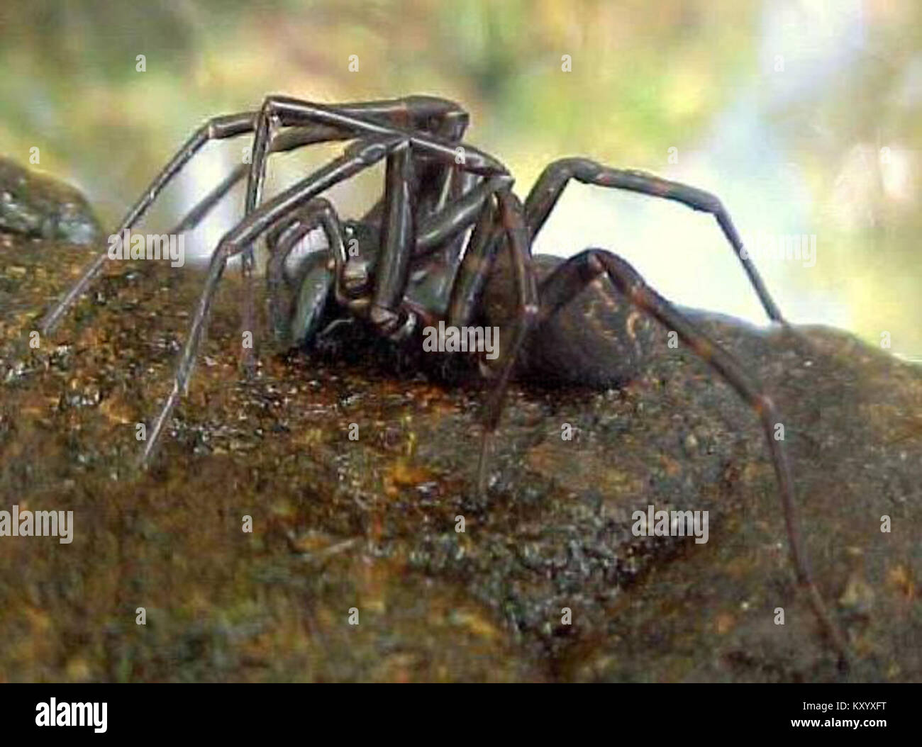 Hexathele hochstetteri, banded tunnelweb spider 2 Stock Photo Alamy