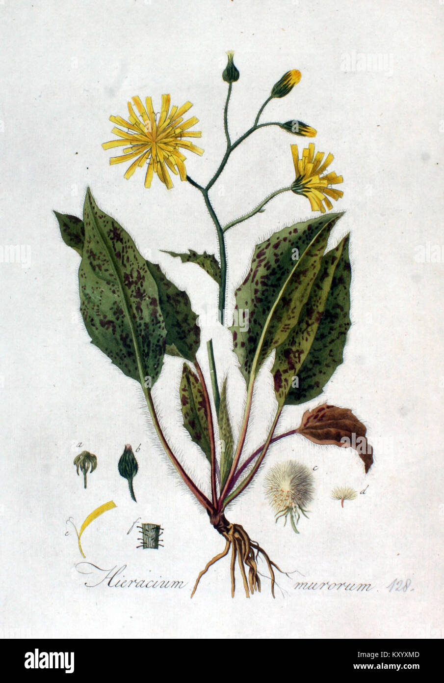 Hieracium murorum — Flora Batava — Volume v2 Stock Photo