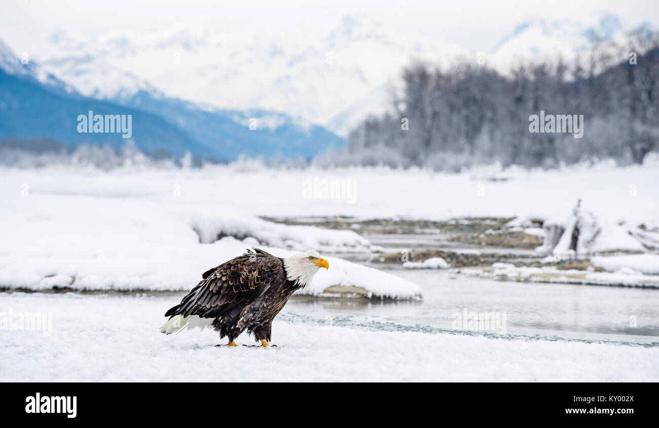 The Bald eagle ( Haliaeetus leucocephalus ) sits on snow. Alaska Stock Photo