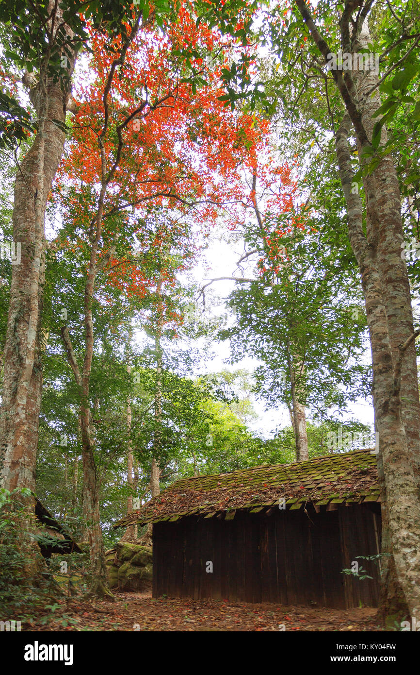 Autumn maple leaves and tree in Thailand Stock Photo Alamy
