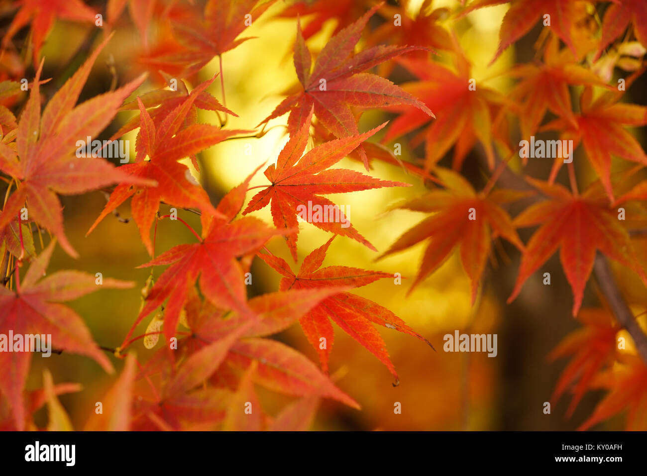 Japanese Fall Foliage Stock Photo - Alamy