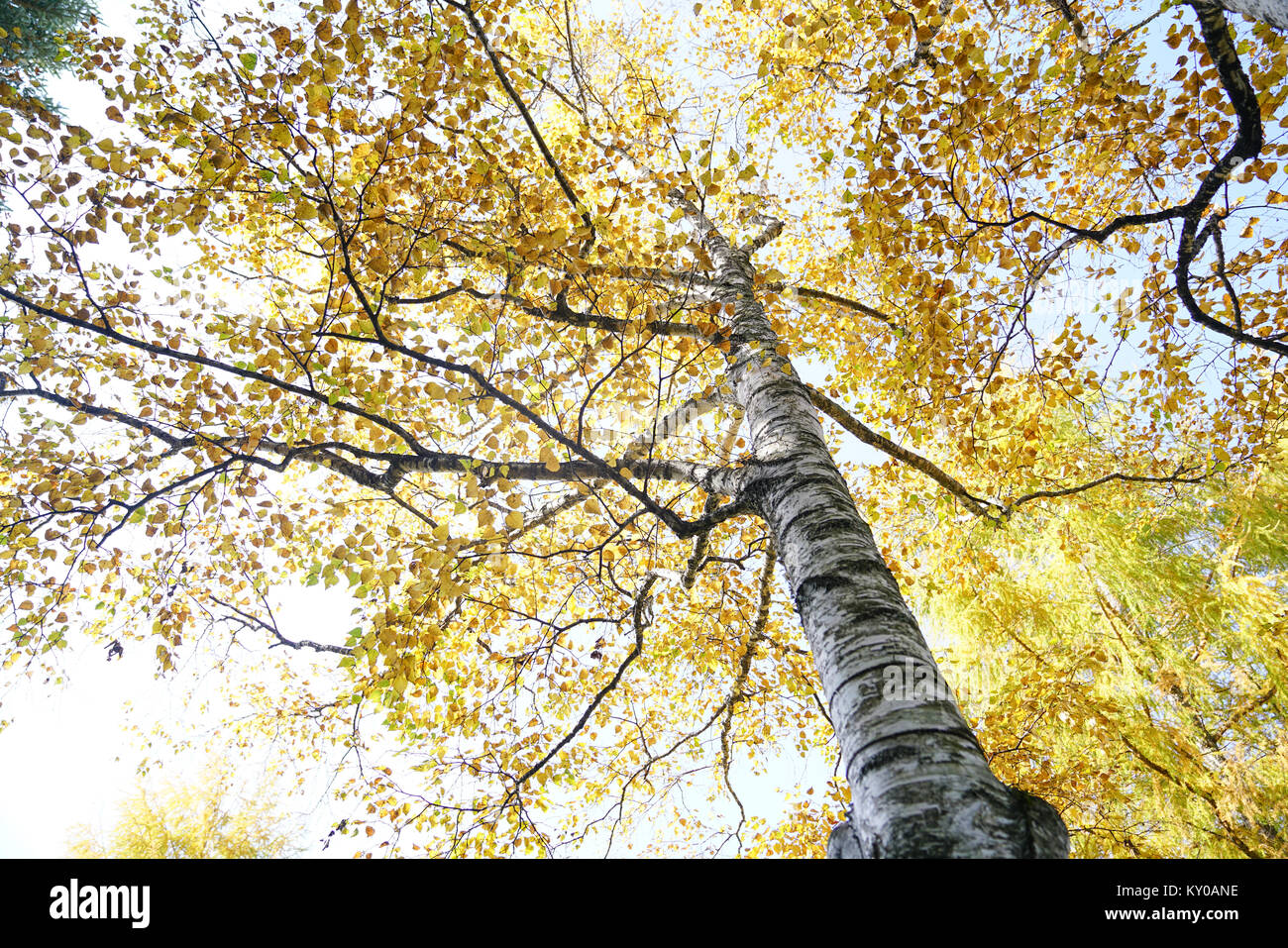 Japanese white birch tree hires stock photography and images Alamy